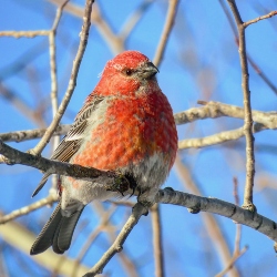 Pine Grosbeak at -56F
